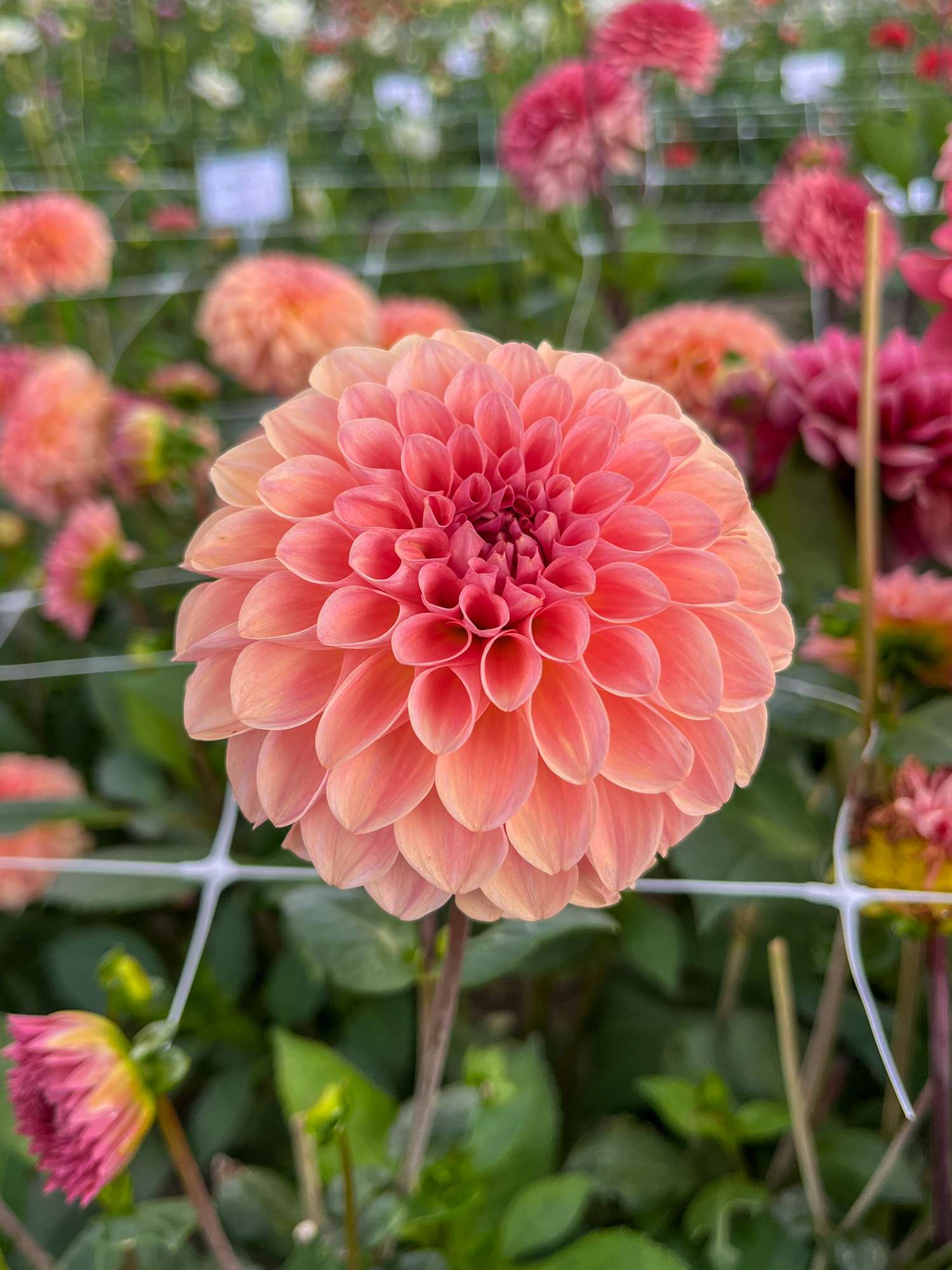 Dahlie 'Sebastian'